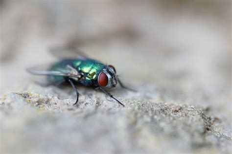 metallic green flies my house|green flies in house meaning.